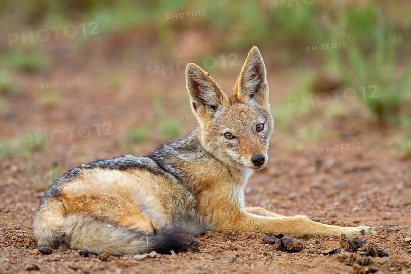 Black-backed Jackal (Canis mesomelas)