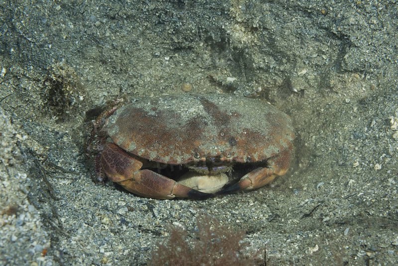 Edible Crab or Brown Crab (Cancer pagurus) sits in a sandy pit