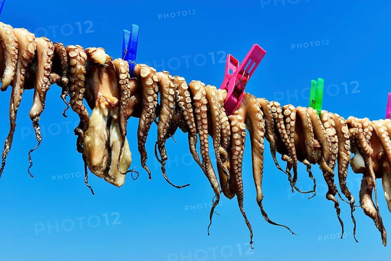 Hanged octopus dries on leash