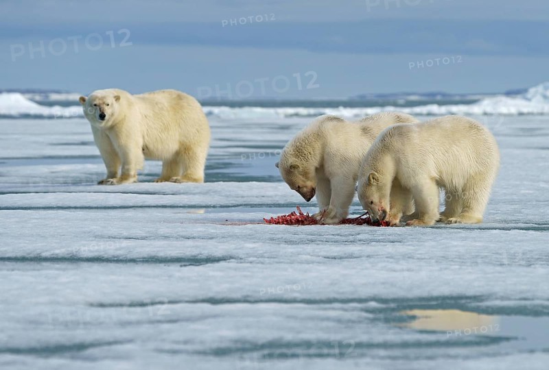 Polar bears (Ursus maritimus)