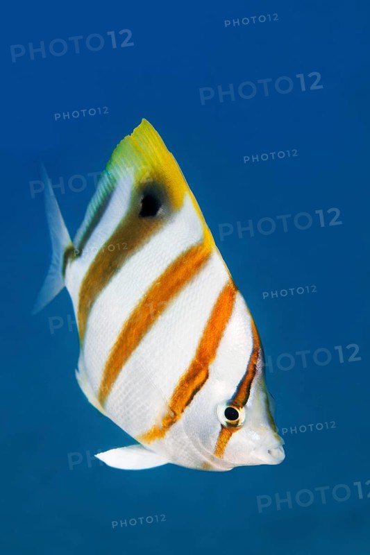 Sixspine butterflyfish (Parachaetodon ocellatus)