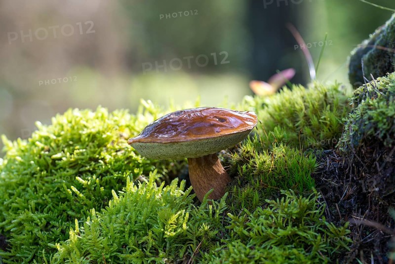 Bay bolete (Imleria badia)