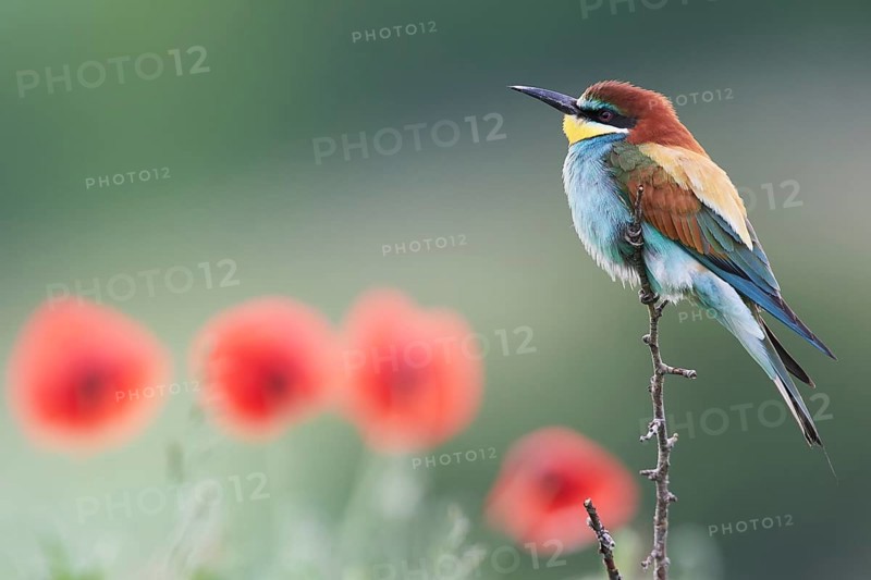 Bee-eater (Merops apiaster)