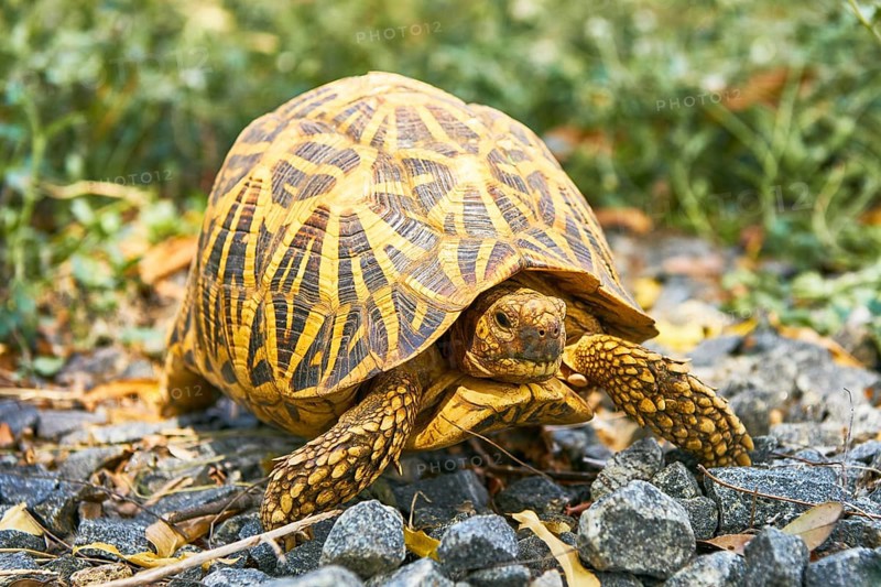 Indian Star Tortoise (Geochelone elegans)