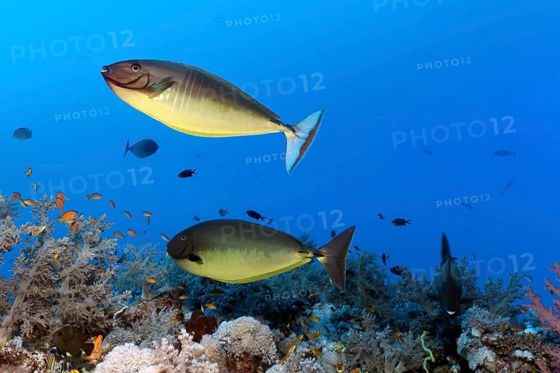 Two Bluetail Unicornfish (Naso hexacanthus) over coral reef