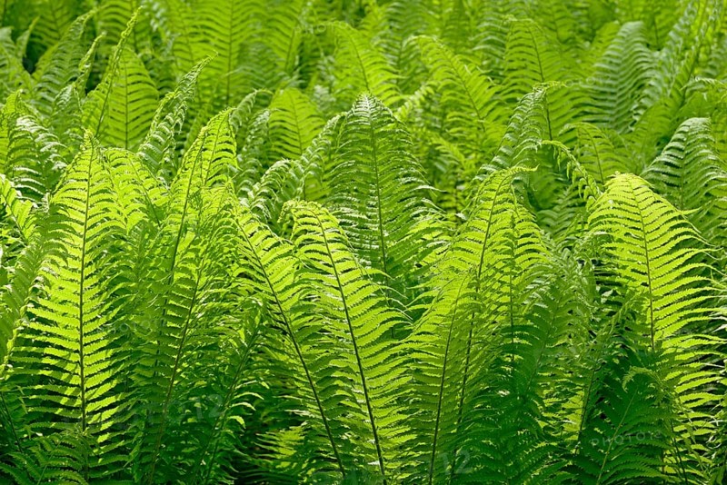 Ostrich Fern (Matteuccia struthiopteris)