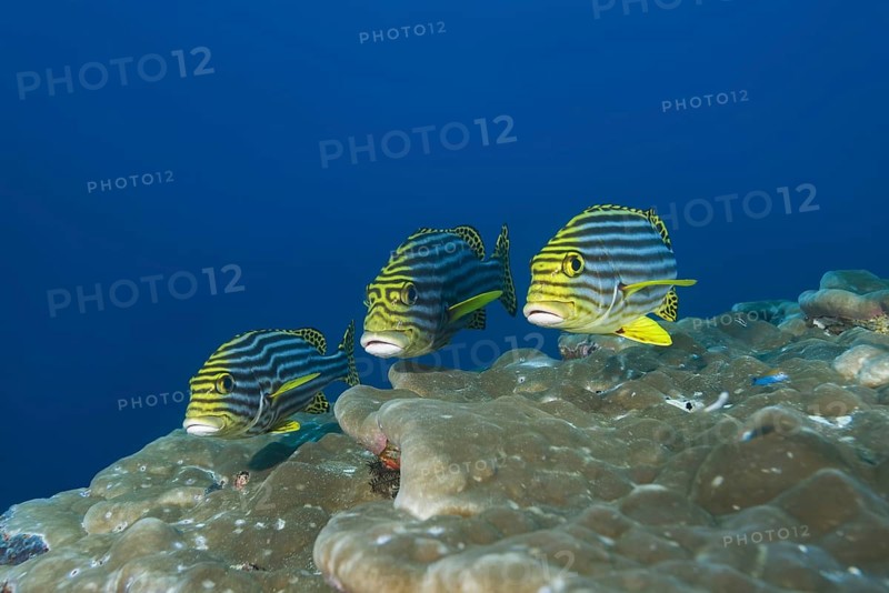 Oriental Sweetlips (Plectorhinchus vittatus) over coral reef