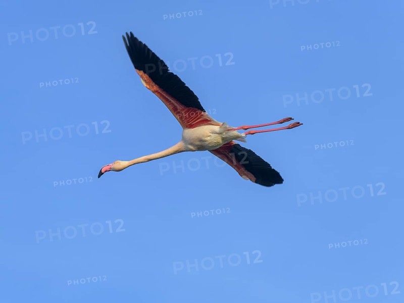 Greater flamingo (Phoenicopterus roseus)