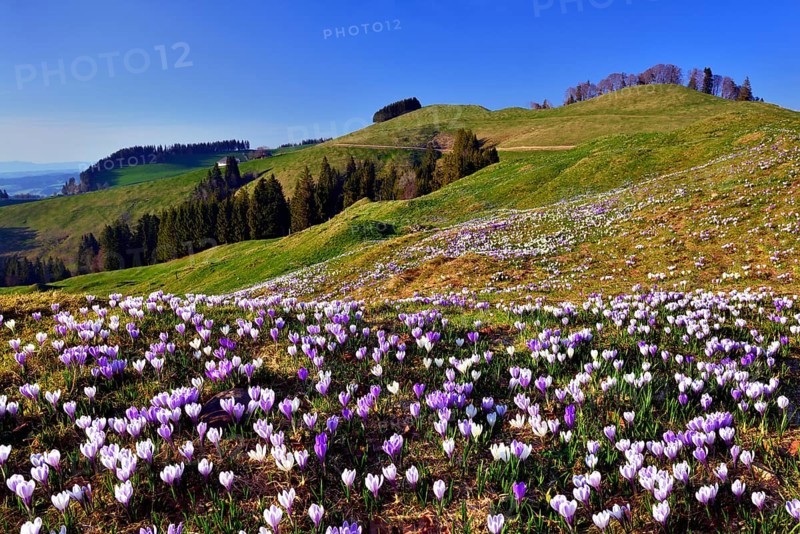 Meadow with flowering Crocuses (Crocus) on the Ramisgummen in Emmental