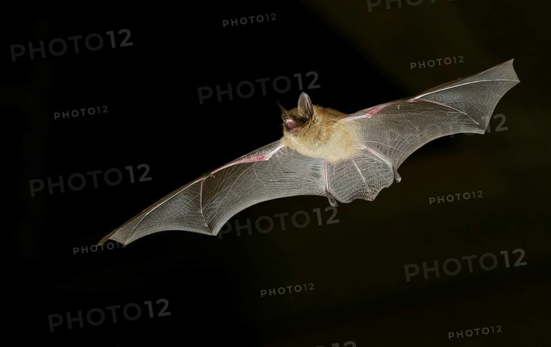 Geoffroy's bat (Myotis emarginatus) in flight at night
