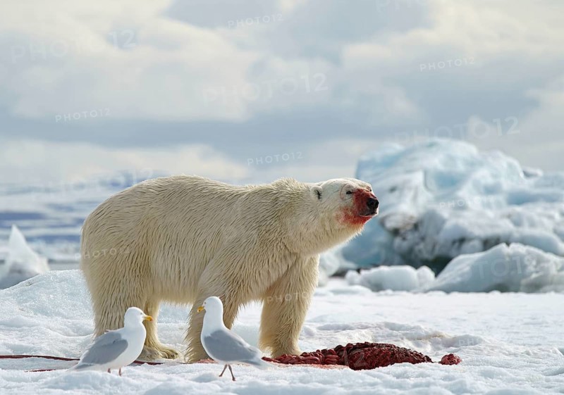 Polar bear (Ursus maritimus) feeding the carcass of a captured seal in the snow