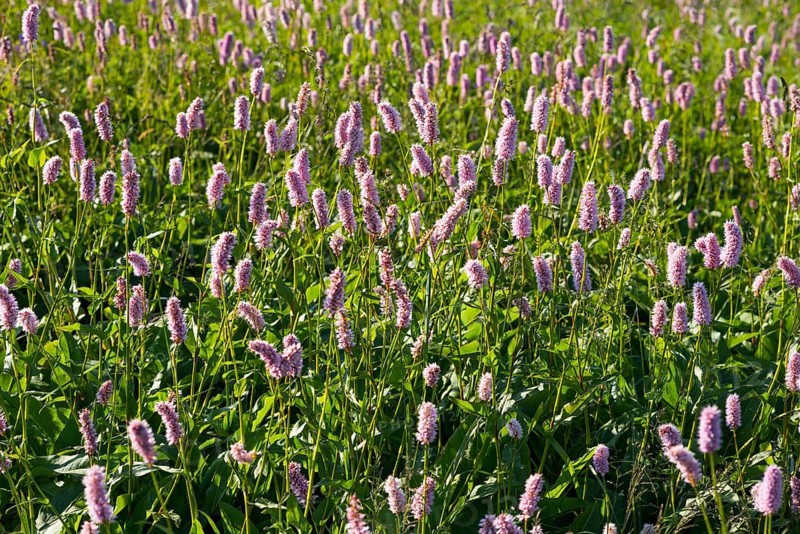 Meadow bistort (European Bistorta officinalis)