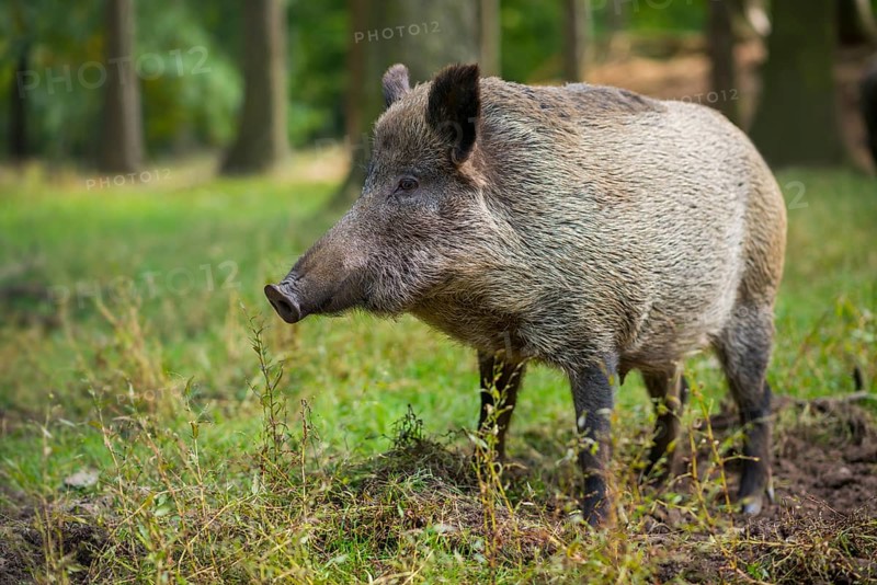 Wild boar (Sus scrofa)