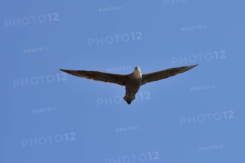 Southern giant petrel (Macronectes giganteus) in flight