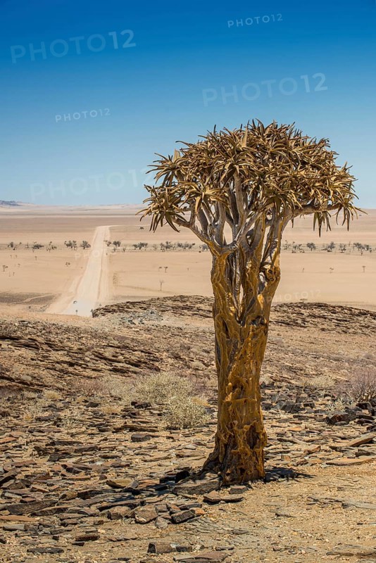 Desert-like landscape with Quiver tree (Aloe dichotoma)