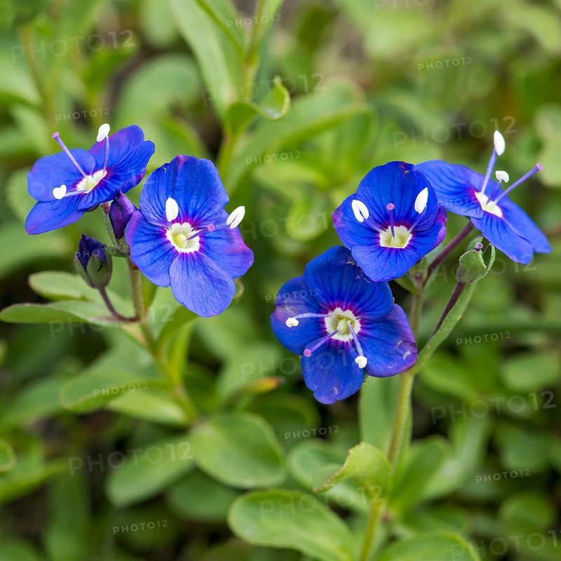 Rock speedwell (Veronica fruticans)