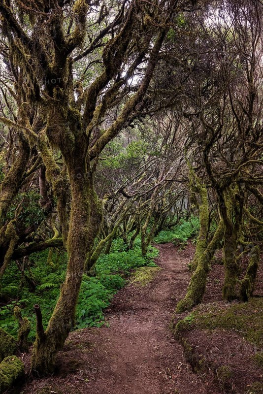 Walk through laurel forest