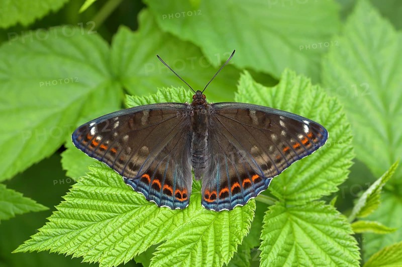 Poplar admiral (Limenitis populi) with spreading wings on leaf