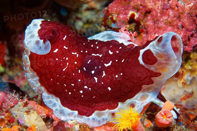 Pleurobranchus grandis (Pleurobranchus grandis)
