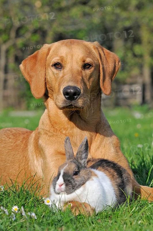 Labrador Retriever