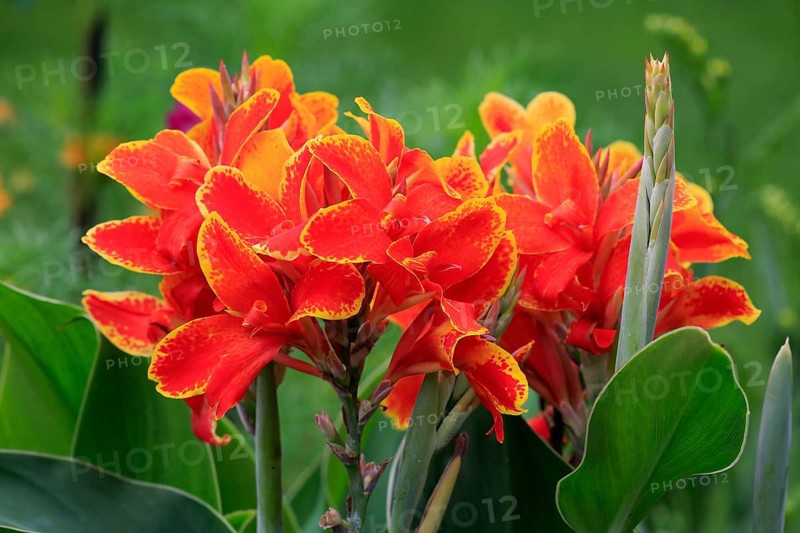 Canna (Canna indica)