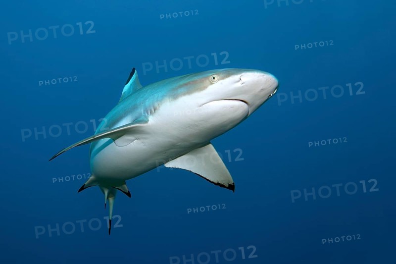 Blacktip reef shark (Carcharhinus melanopterus)