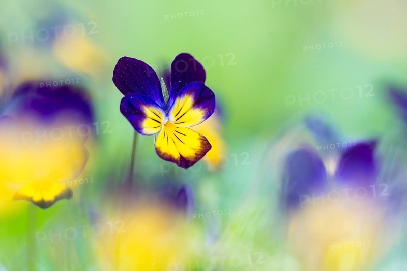 Heartsease (Viola tricolor)