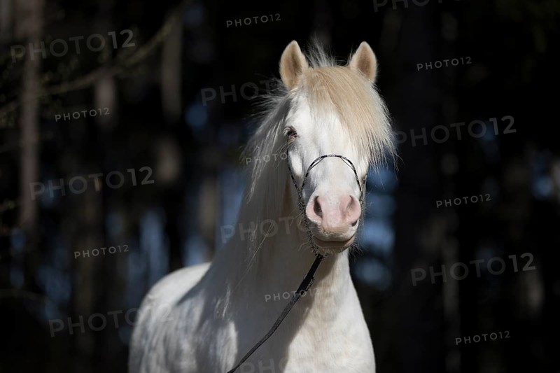 Welsh-Pony
