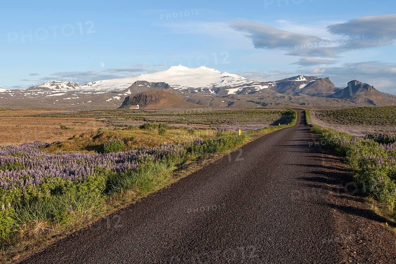 Road through landscape with lupines near Hellissandur