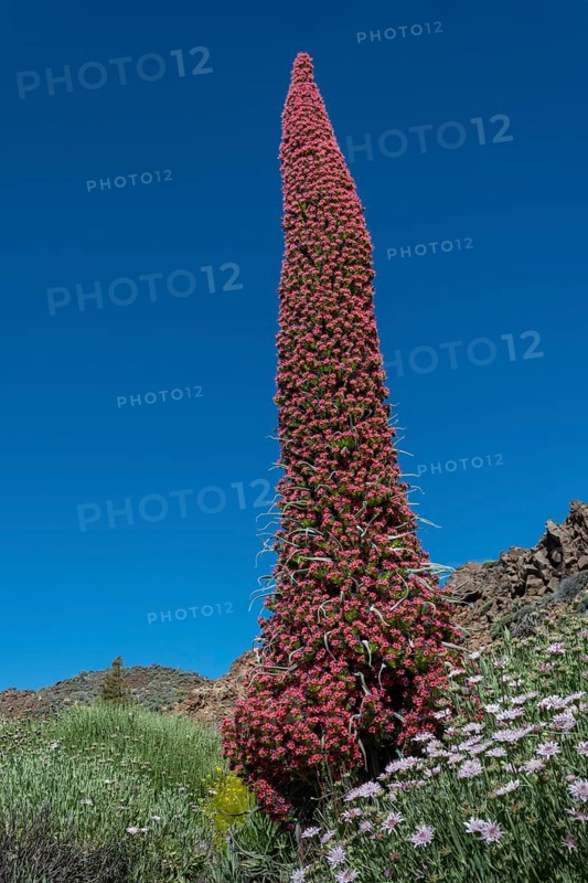 Blooming Echium wildpretii (Echium wildpretii)