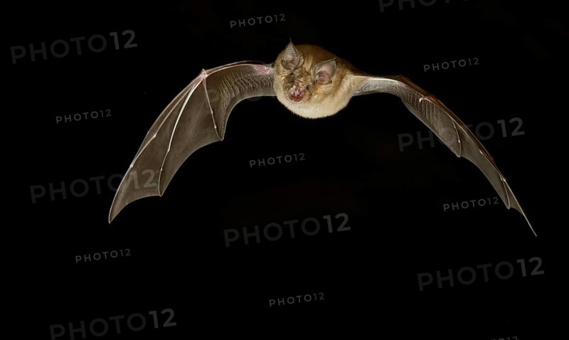 Greater horseshoe bat (Rhinolophus ferrumequinum) in flight at night