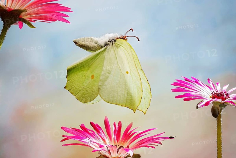 Brimstone (Gonepteryx rhamni)