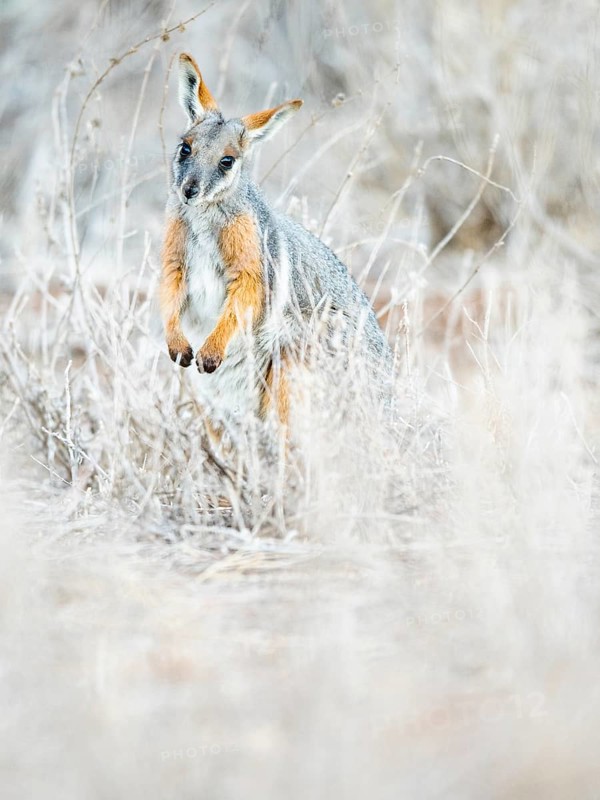 Yellow-footed rock-wallaby (Petrogale xanthopus)