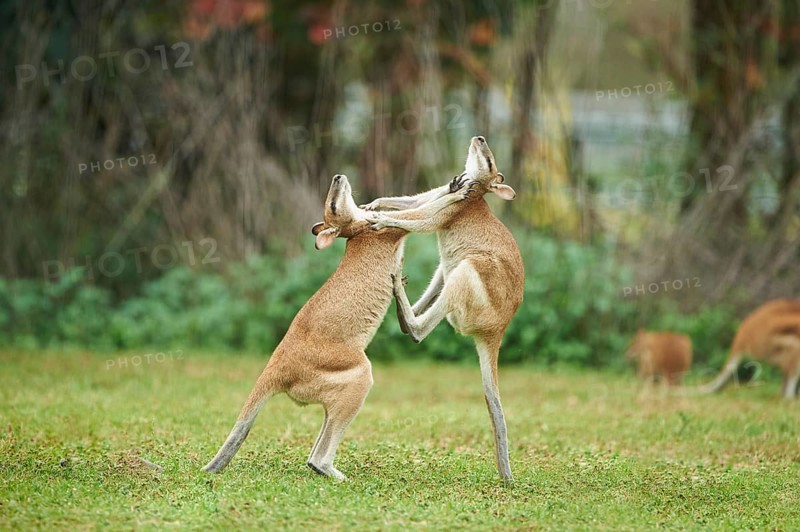 Agile wallabies (Macropus agilis) fighting on a meadow