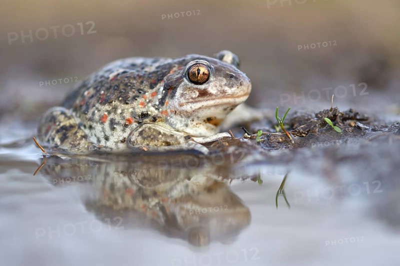 Common spadefoot (Pelobates fuscus) is reflected in a puddle