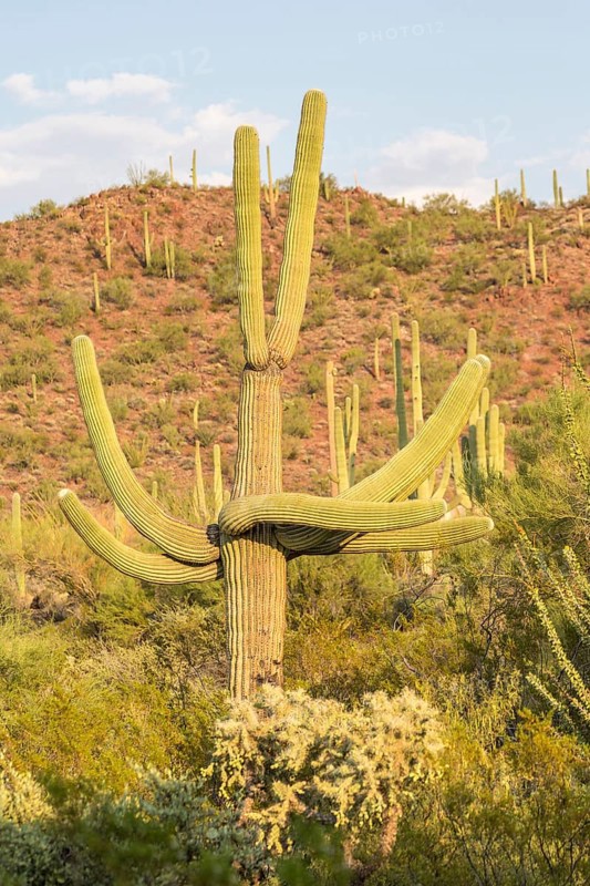 Saguaro (Carnegiea gigantea)