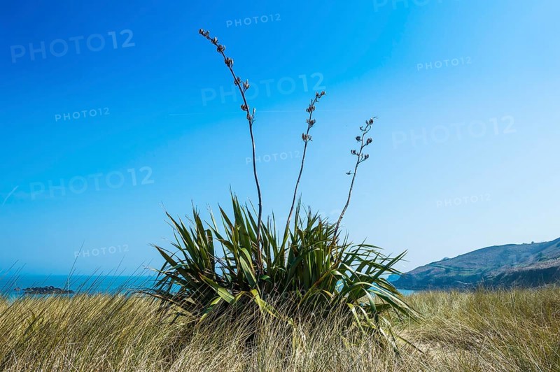 Aloe plant on Shell beach