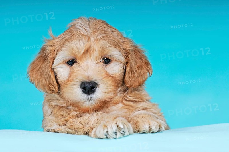 Havanese
