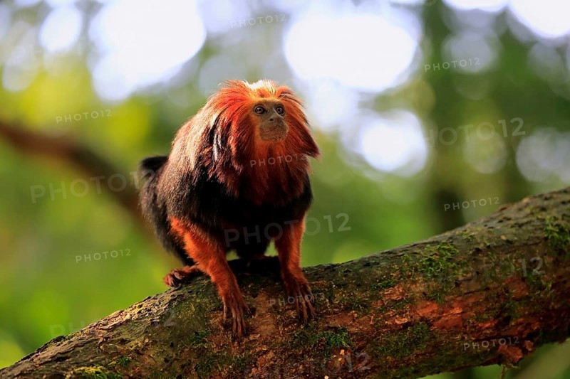 Golden-headed lion tamarin (Leontopithecus chrysomelas)