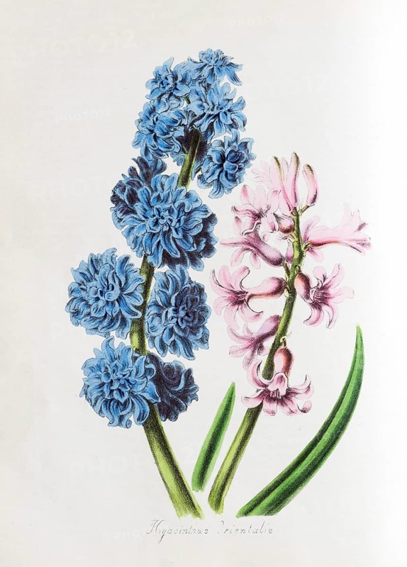 Garden Hyacinth (Hyacinthus orientalis)