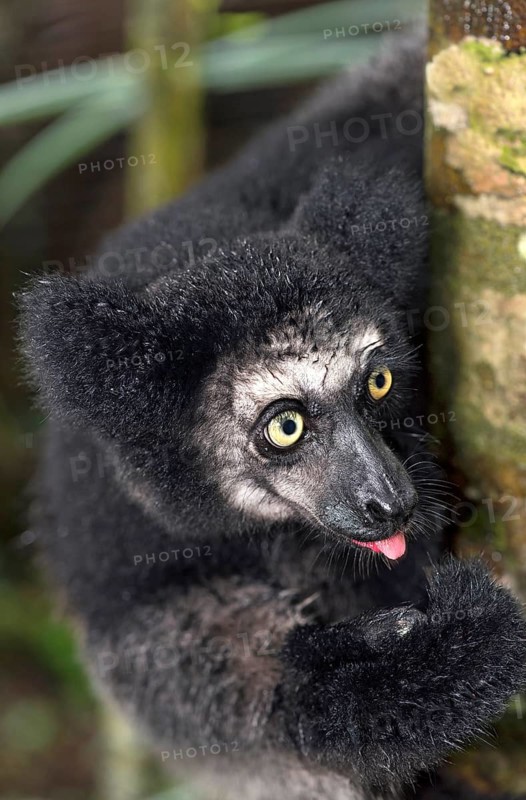 Indri (Indri indri) on a tree