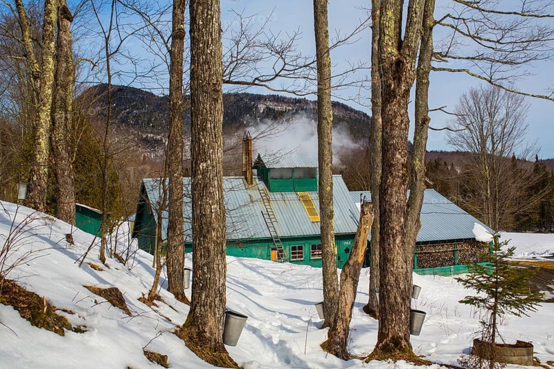Sugarhouse in spring with buckets on Maple trees