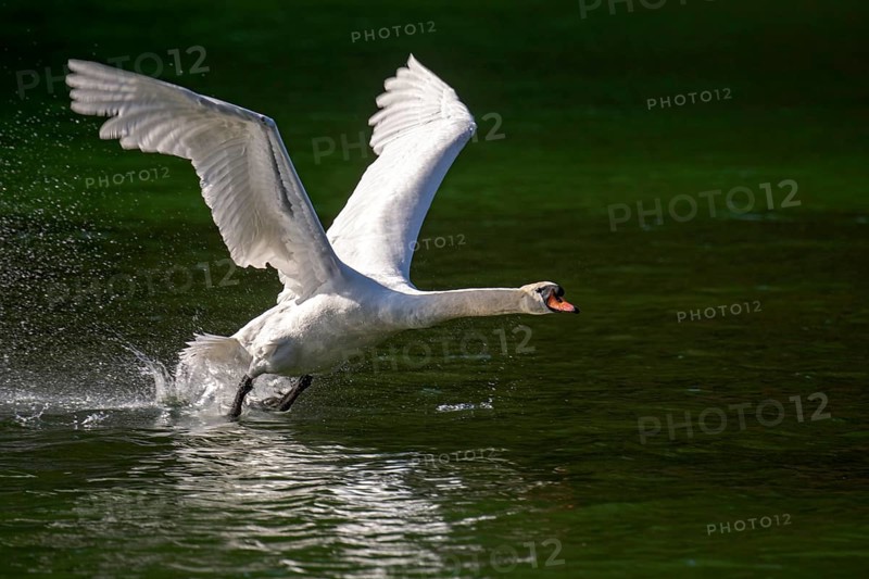 Mute swan (Cygnus olor) starts from the water