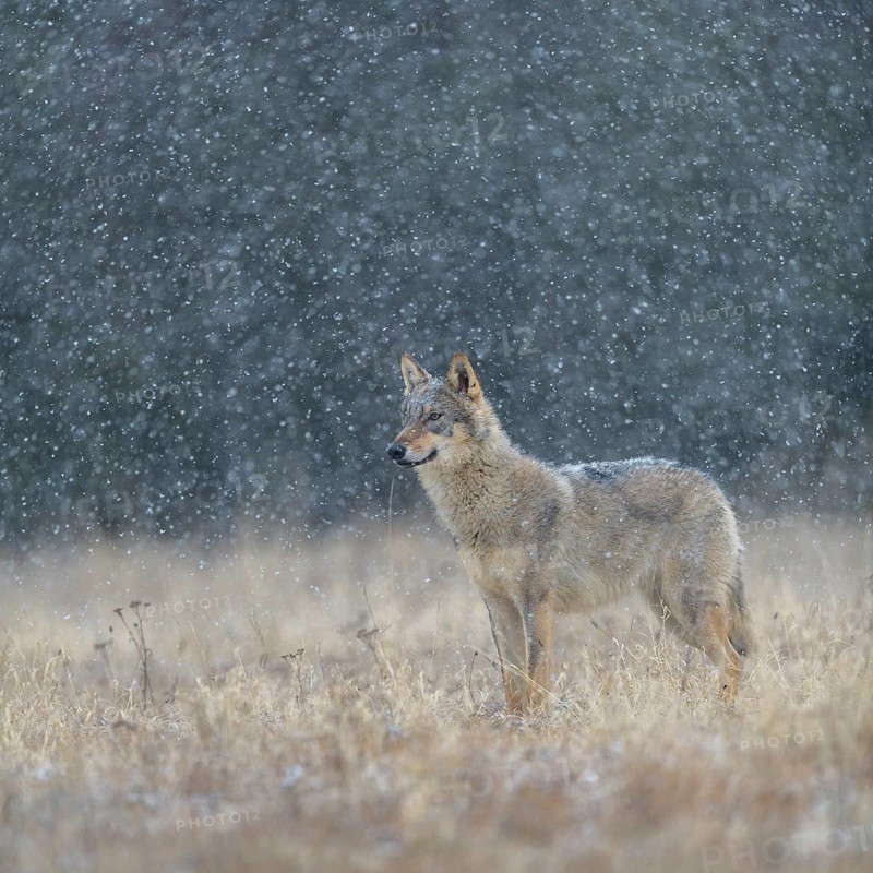 Gray wolf (Canis lupus)