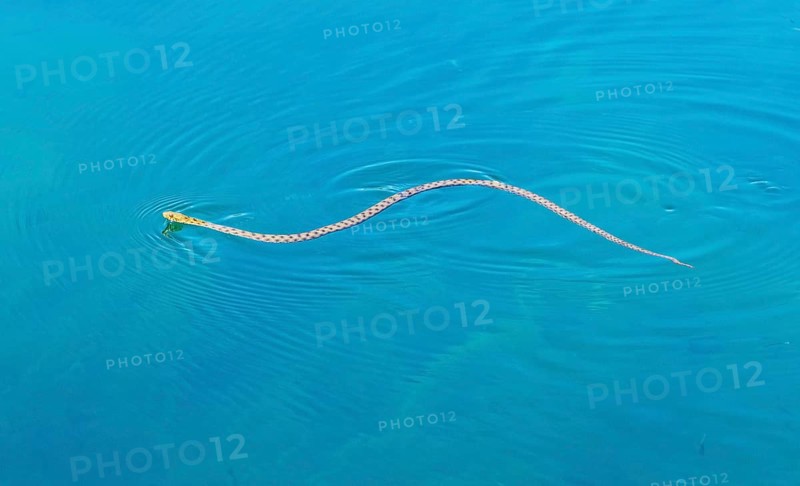 Dice Snake (Natrix tessellata)