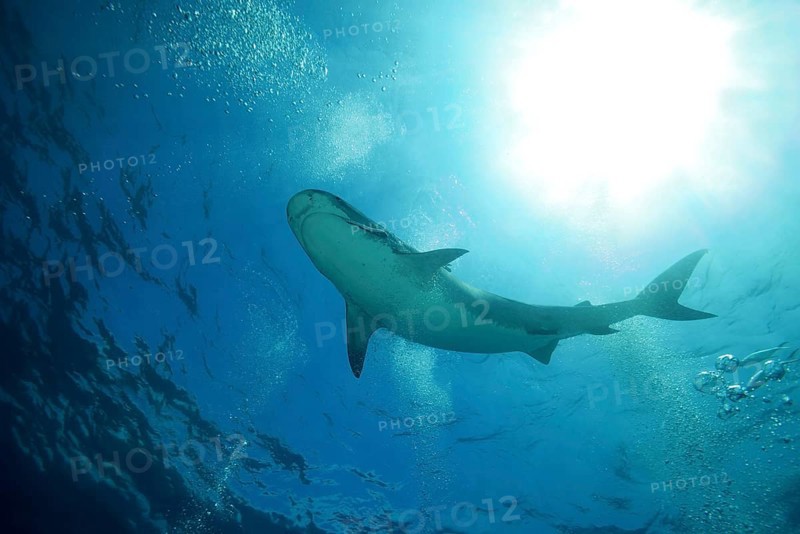 Tiger Shark (Galeocerdo cuvier) floats under the surface of the water