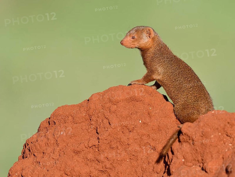 Dwarf mongoose (Helogale parvula) on a termite hill