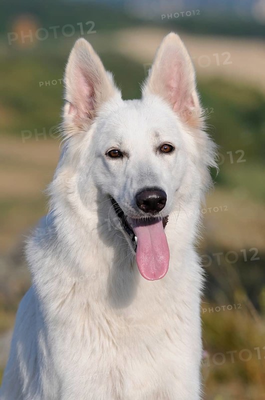 White Swiss Shepherd Dog