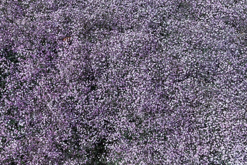 Baby's-breath