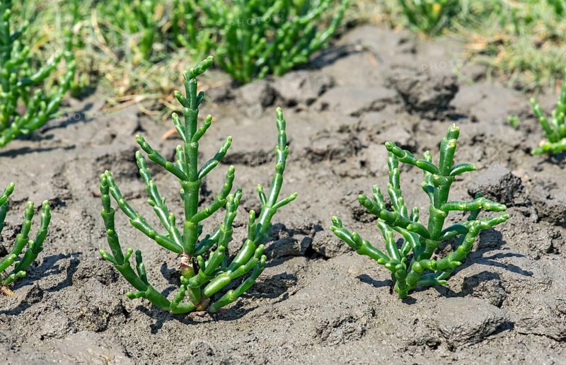 Glasswort (Salicornia spec.)